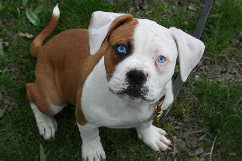 Blue Eyed American Bulldog Puppy