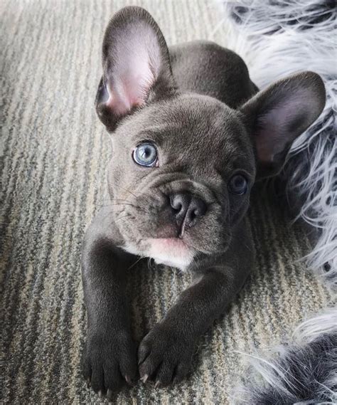 Blue Eyed French Bulldog Puppy