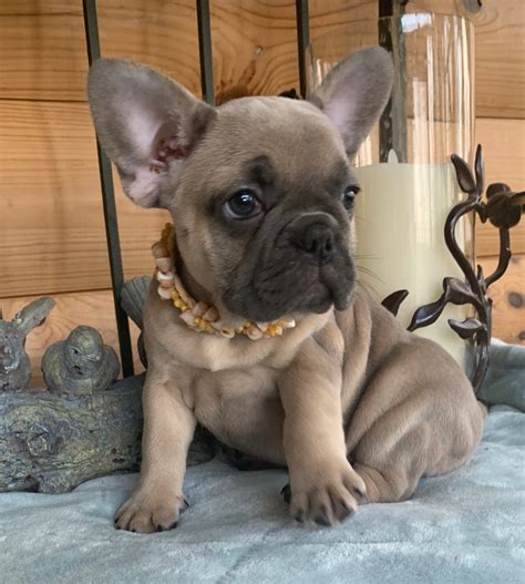 Blue Fawn Pied French Bulldog Puppies