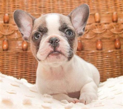 Blue Fawn Pied French Bulldog Puppies For Sale