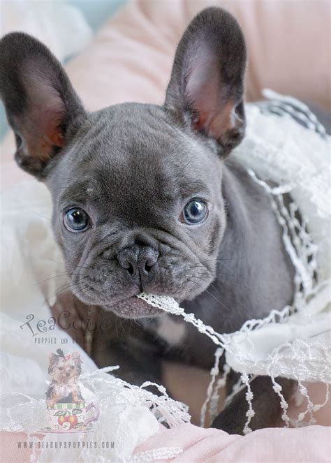 Blue Female French Bulldog Puppies For Sale