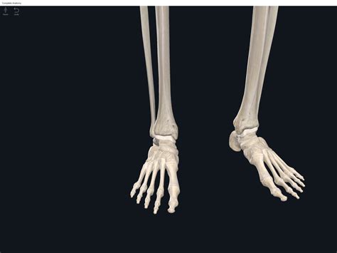 Blue Foot Skeleton