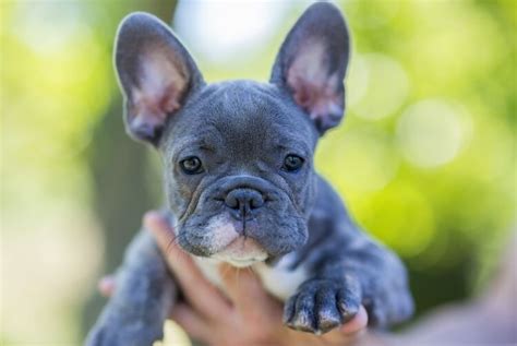 Blue French Bulldog Puppies Cost