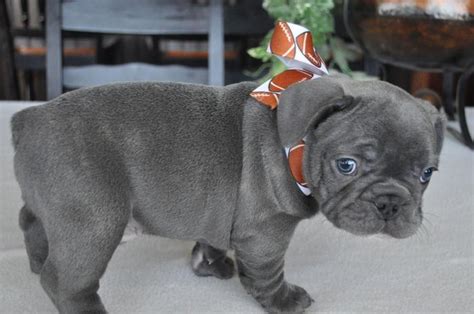 Blue French Bulldog Puppies For Sale Houston Texas