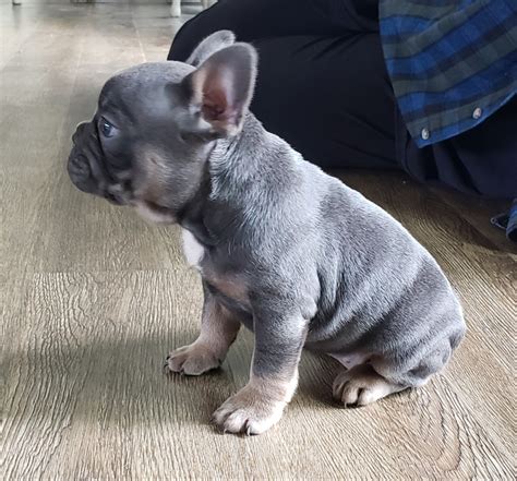 Blue French Bulldog Puppies For Sale Michigan