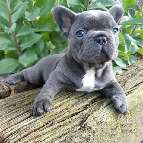 Blue French Bulldog Puppies For Sale Tennessee
