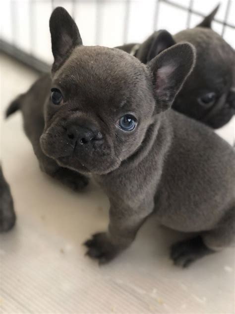 Blue French Bulldog Puppies Nj
