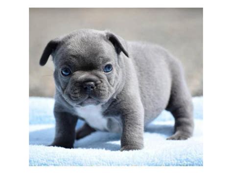 Blue French Bulldog Puppies Ohio