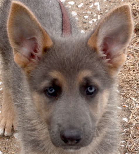 Blue German Shepherd Puppies For Sale In Michigan