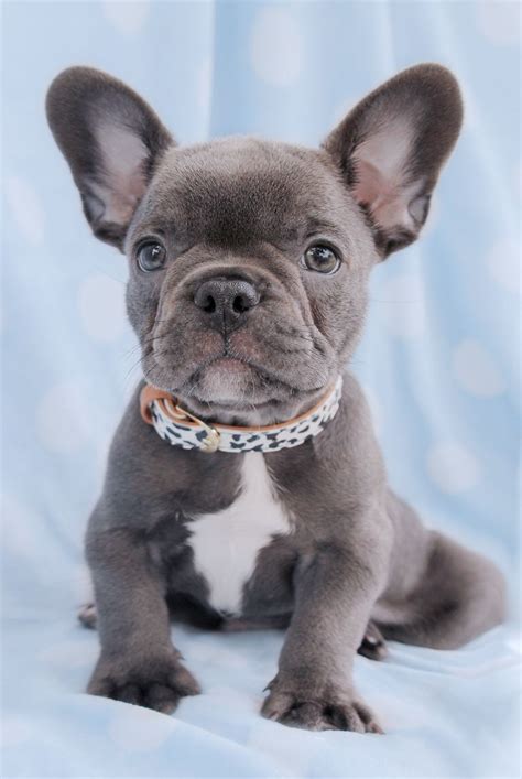 Blue Grey French Bulldog Puppies For Sale