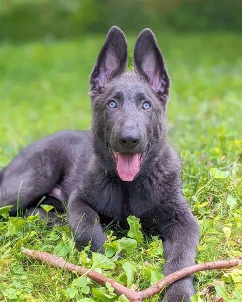 Blue Grey German Shepherd Puppy