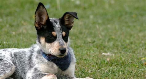 Blue Heeler - 8 Facts About The Australian Cattle Dog - YouTube