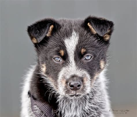 Blue Heeler Border Collie Mix – A Loyal and Energetic Companion