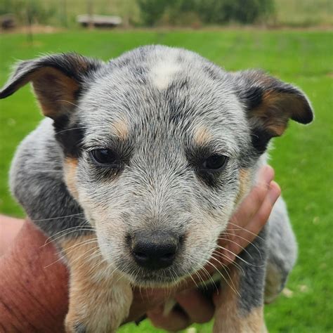 Blue Heeler puppies for sale in Kentucky - AnimalsSale