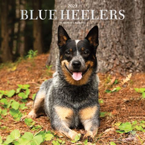Blue Heelers 2022 Square Wall Calendar DogDays 2023 Calendar and