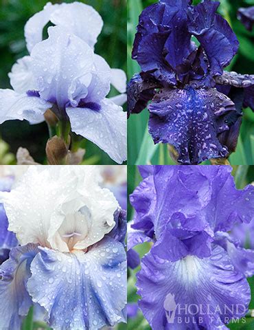 Blue Iris - Kremp