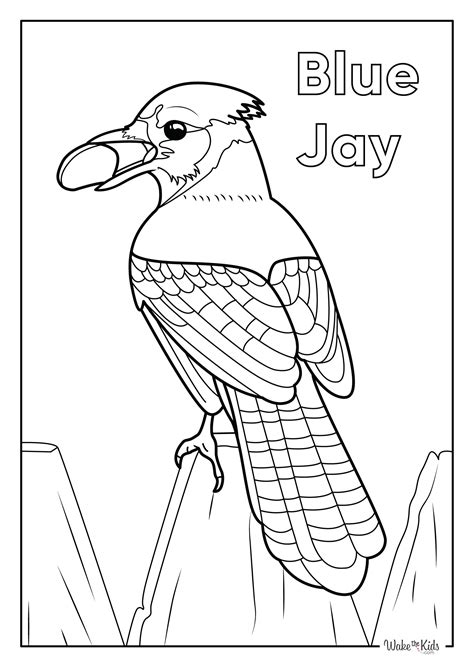 Blue Jay Coloring