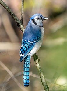 Blue Jay Way - Wikipedia