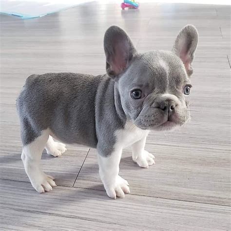 Blue Lilac French Bulldog Puppies For Sale