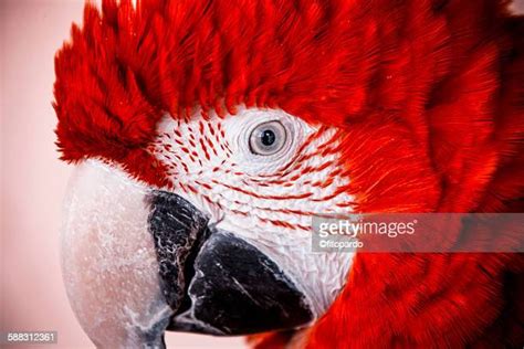 Blue Macaw Photos and Premium High Res Pictures - Getty Images