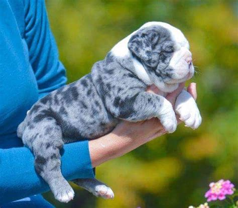 Blue Merle American Bulldog Puppies For Sale