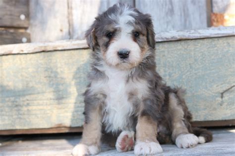 Blue Merle Bernedoodle Puppies For Sale