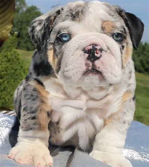 Blue Merle English Bulldog Puppies For Sale