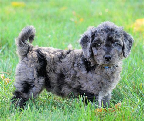 Blue Merle Mini Goldendoodle Puppies For Sale