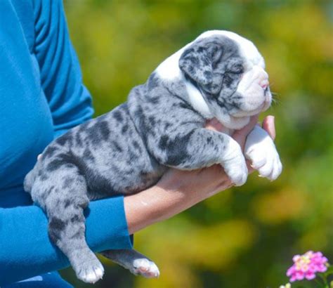 Blue Merle Olde English Bulldog Puppies For Sale