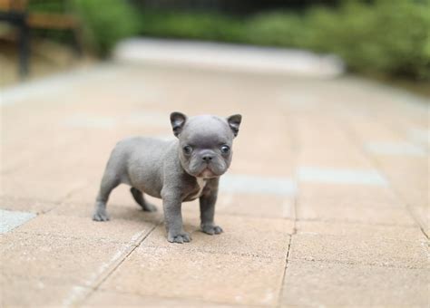 Blue Mini French Bulldog Puppies For Sale