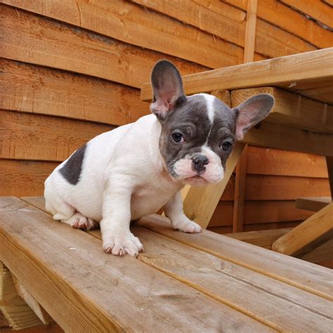Blue Pied French Bulldog Puppies