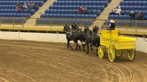 Blue Ribbon Days Percherons - Trang chủ