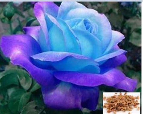 Blue Rose Plants - Etsy