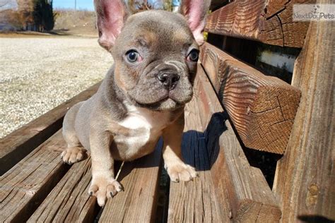 Blue Sable French Bulldog Puppies For Sale