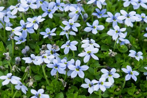 Blue Star Creeper Blue Plants, Bulbs & Seeds - Lowes