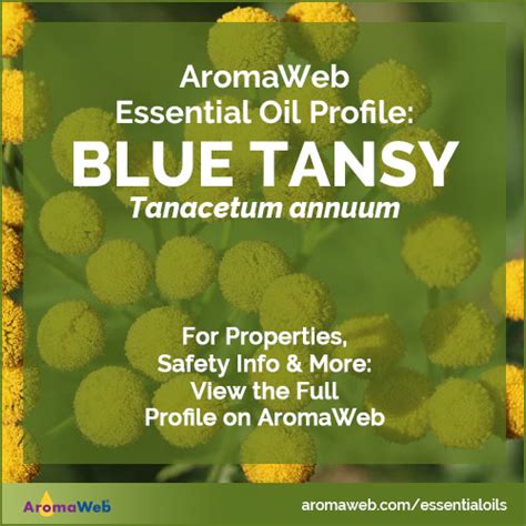 Blue Tansy Essential Oil Uses and Benefits AromaWeb