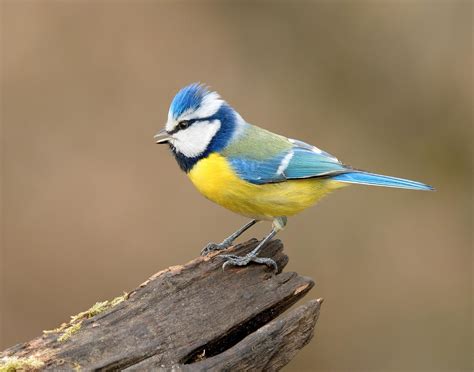 Blue Tit Bird Facts Cyanistes Caeruleus - The RSPB