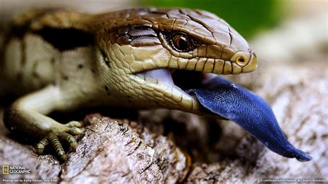 Blue Tongue Lizard, Australia - National Geographic