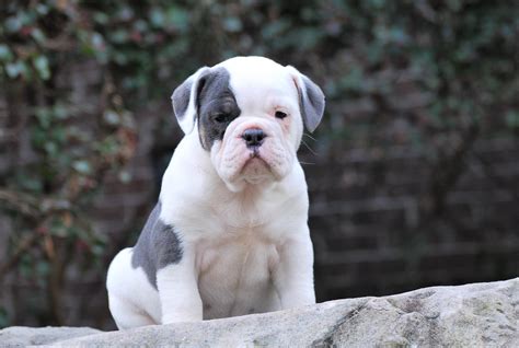Blue Tri Bulldog Puppies For Sale