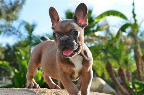 Blue Tri French Bulldog Puppies For Sale