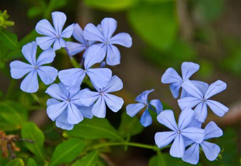 Blue Vervain: All the Health Benefits - Zuma Nutrition