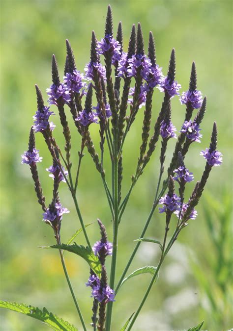 Blue Vervain Packet of 100 Seeds verbena Hastata - Etsy