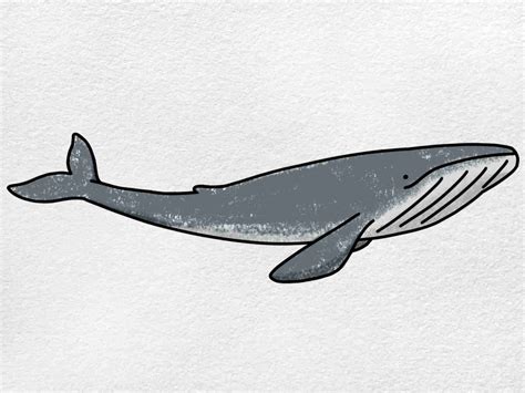 Blue Whale Drawing
