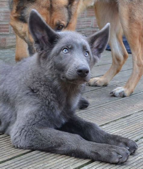 Blue alsatian dog. The dire wolf is an ancient North American wolf species that became extinct around 13,000 years ago. This dog has all the benefits of looking like a dire wolf, but it is … 