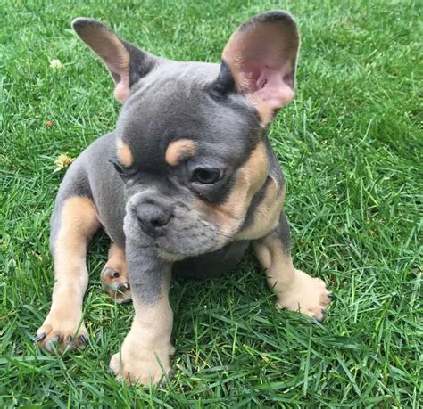 Blue and tan frenchie. About. me. Isabella French Bulldog. Introducing the New Shade Isabella French Bulldog—a lighter, goldish-brown variant of the Isabella French Bulldog. What … 