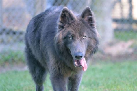 Blue bay sheperd. Originating from German Shepherd and Alaskan Malamute lines, they possess the best of both worlds. With their stunning blue coats and striking amber eyes, these magnificent dogs are sure to turn... American blue Bay Shepherds for Adoption/Rehoming 