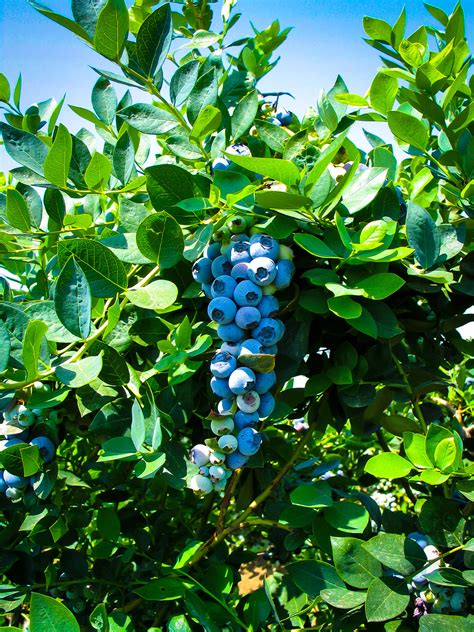 Blue berry tree. Under good management, blueberry bushes will produce some fruit the second or third year after transplanting. By the sixth year they can yield as much as 2 gallons per plant. The yield will continue to increase for several years as the plants get larger if given good care. Plants can last 10 to 15 years or longer if managed well. 