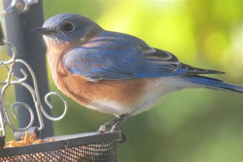 In fall and winter, Eastern Bluebirds frequent woodlands and swamps