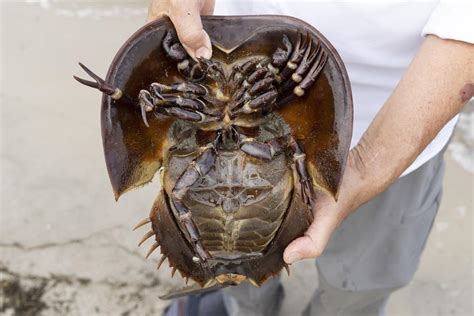 Blue blood from horseshoe crabs is valuable for medicine, but a declining bird needs them for food