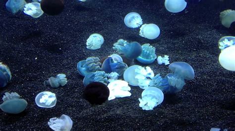 Blue blubber jellyfish rs3. A sea monster will occasionally appear at the Deep Sea Fishing hub as a random event. Players can throw raw or rotten fish at it in order to sate it. Successfully completing this event grants a Deep Sea Fishing boost: a 10% chance to gain an additional catch. The boost lasts for 10-30 minutes, depending on how much food was thrown. The sea monster has 300,000 life points when fully fed. 